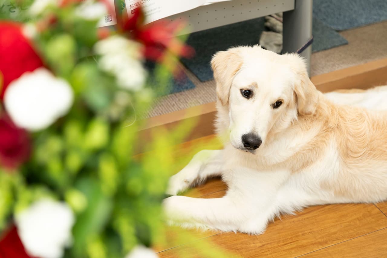石田自動車の看板犬